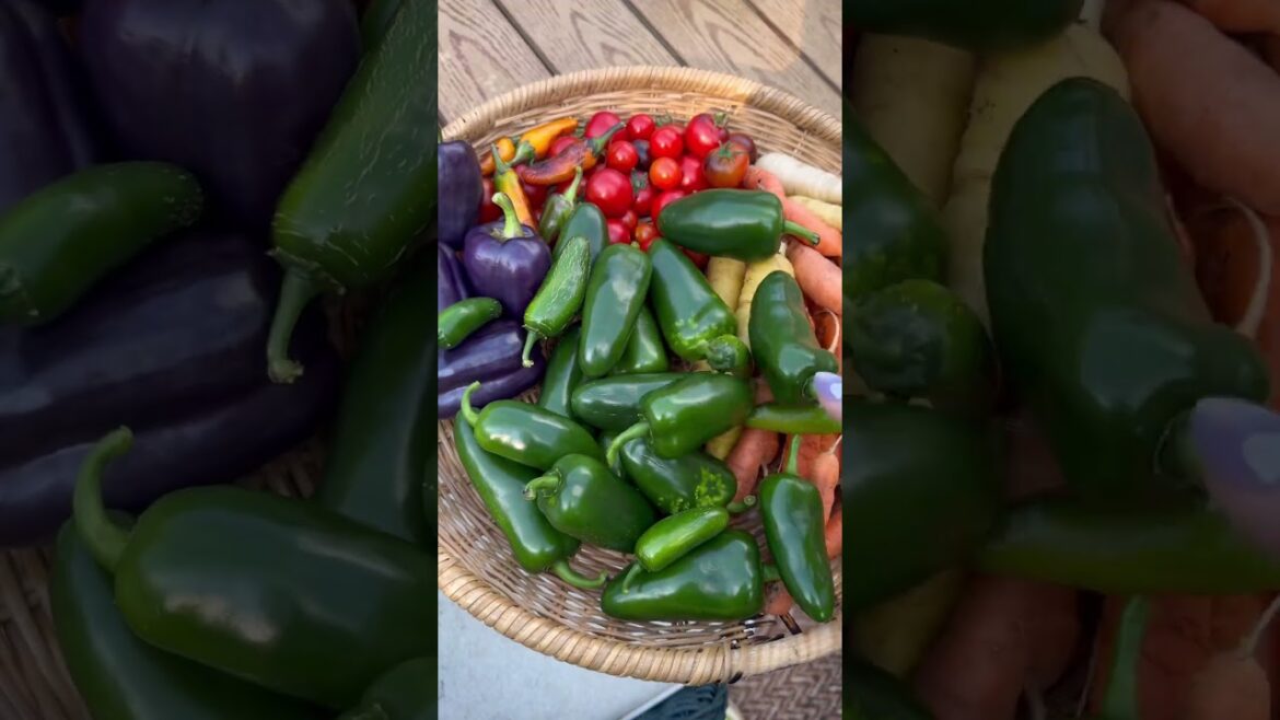 Growcery haul #gardenharvest #homegardening #gardening #growyourownfood