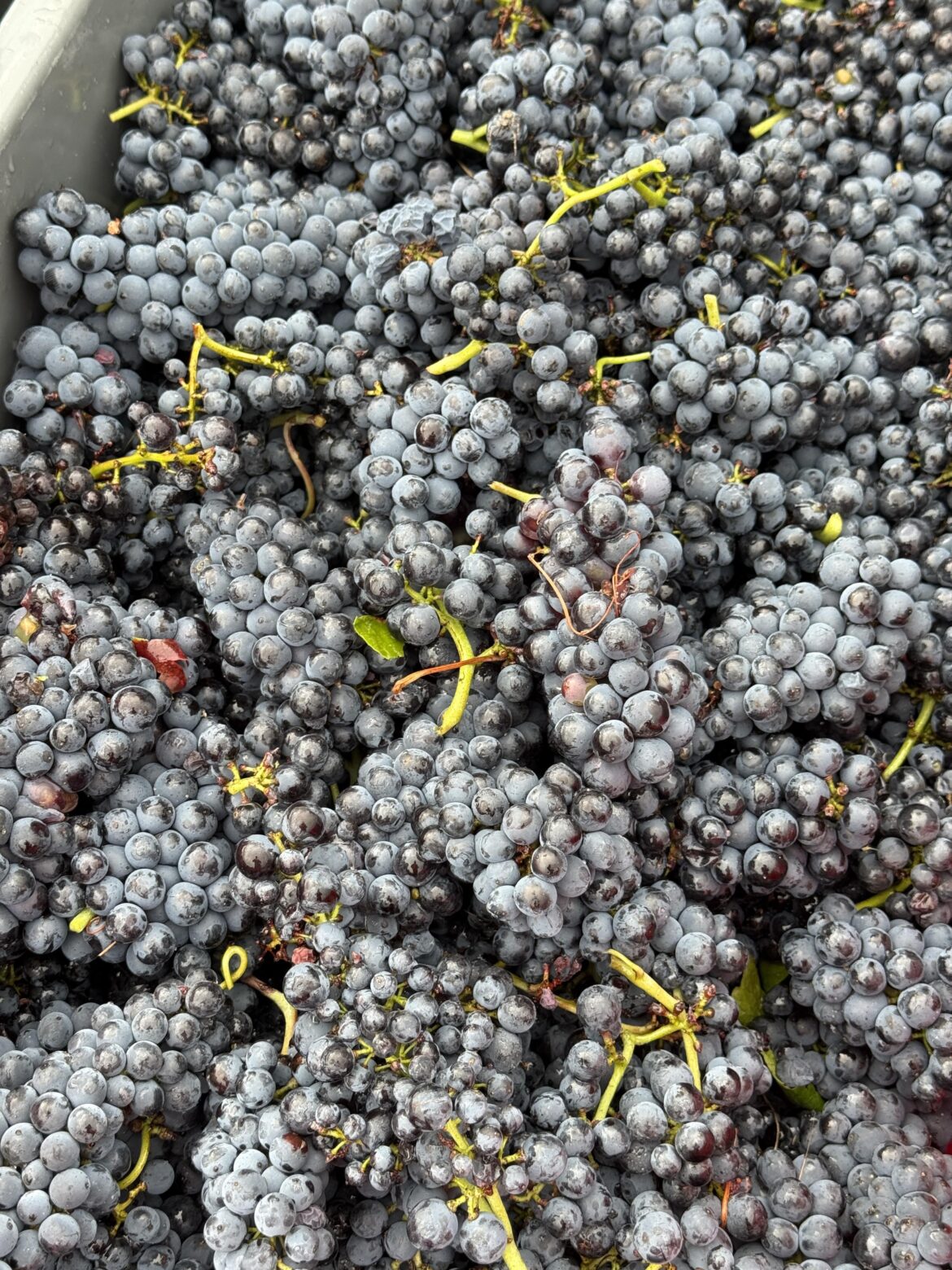 Vosne-Romanée 2025! Belle qualité!