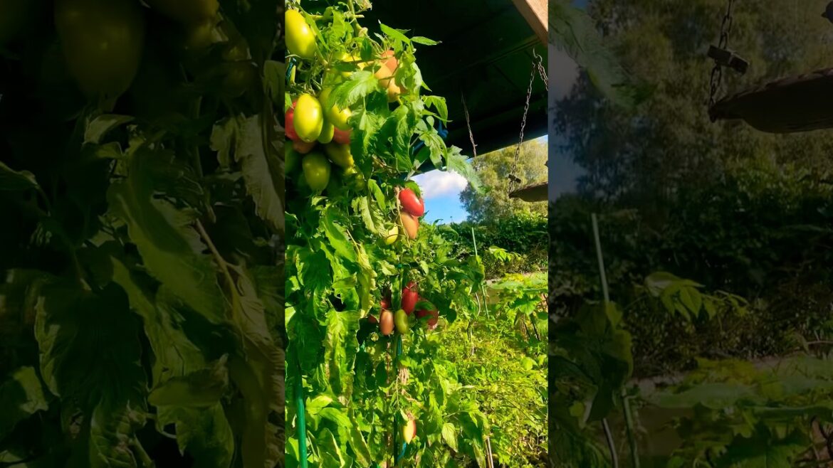 great vegetable garden