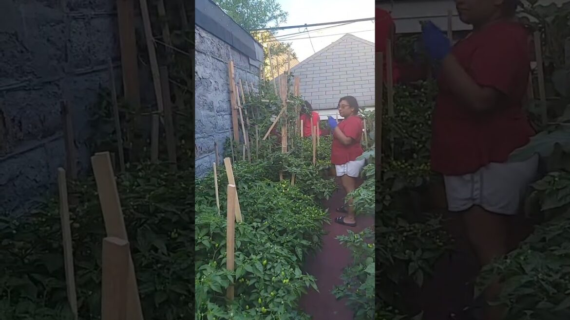 Picking Vegetables in a Home Garden#gardening #homegarden #vegetablegarden