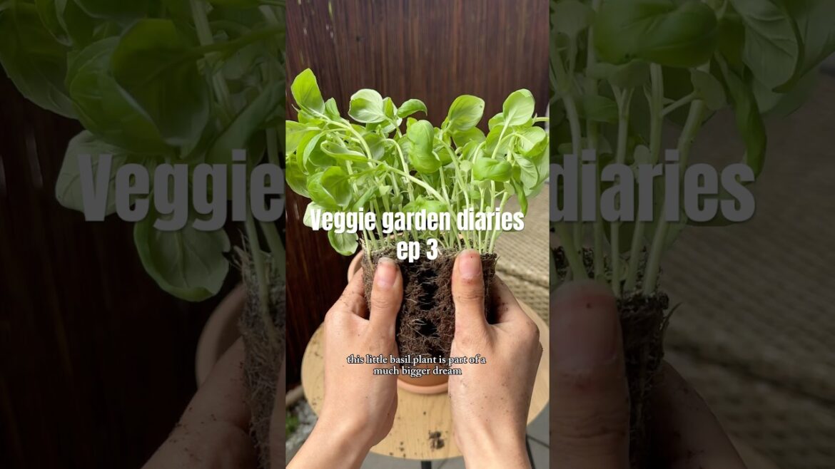 Veggie garden diaries ep 3. #garden #gardening #vegetablegarden #plants