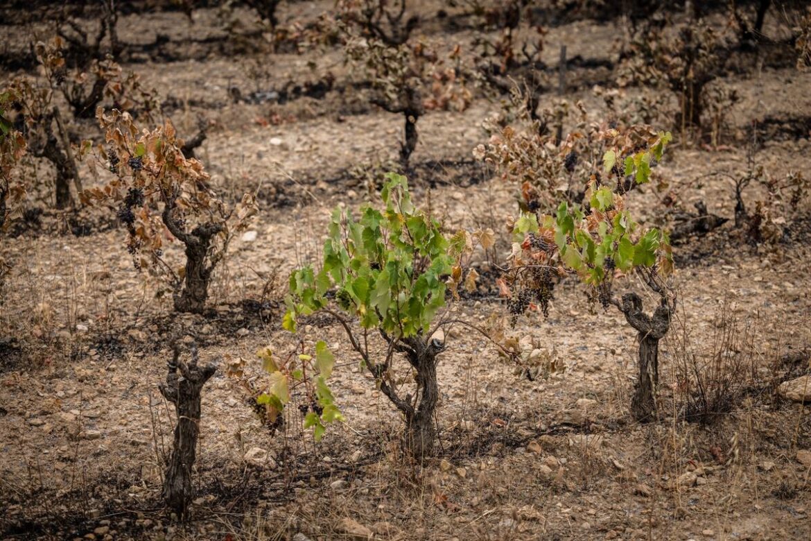 French Wine Production Hit by Summer Heat Waves and Wildfires French Wine Production Hit by Summer Heat Waves and Wildfires