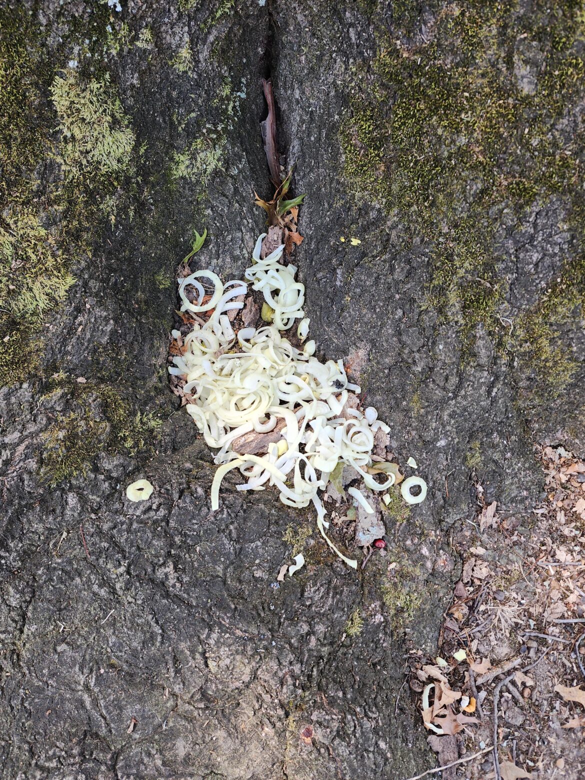 Why are there tons of sliced onions at the base of this tree in my local park?