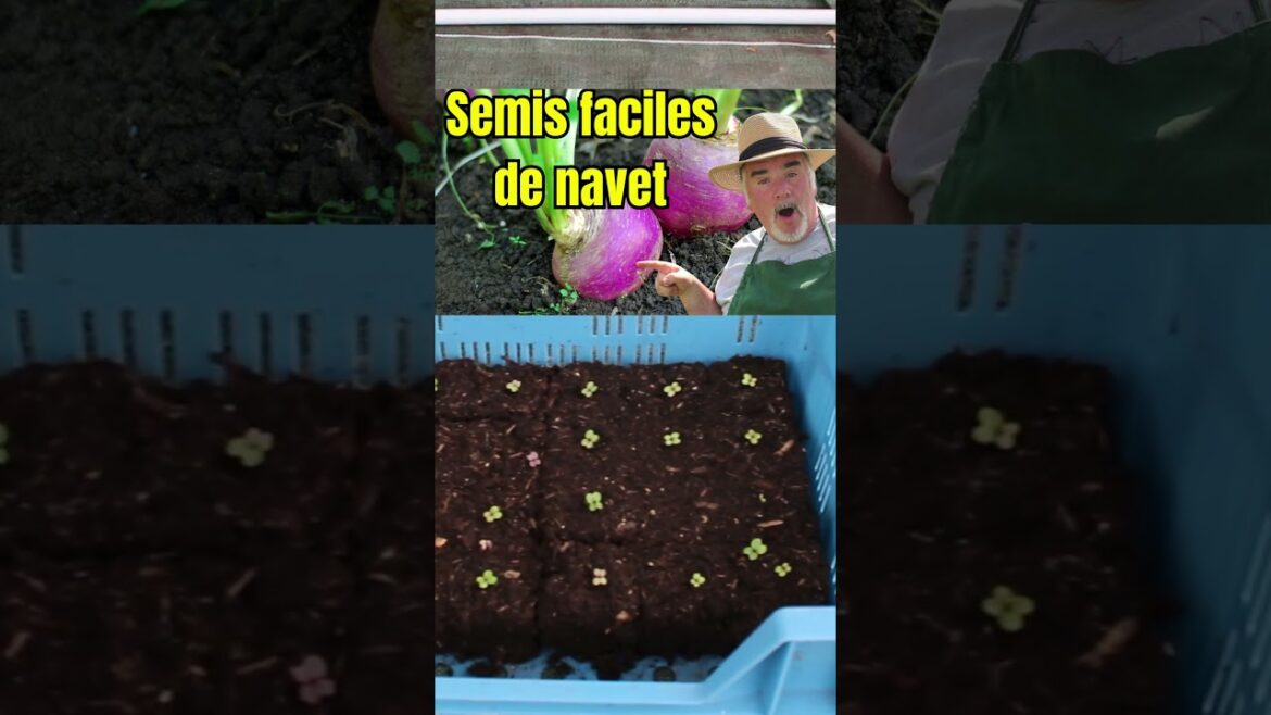 Comment évoluent mes semis de navets, carottes, épinards et radis? #potager  #permaculture #garden