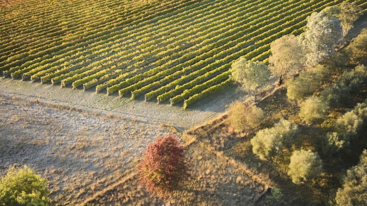 How scientists accidentally built one of Australia’s top wine regions How scientists accidentally built one of Australia's top wine regions