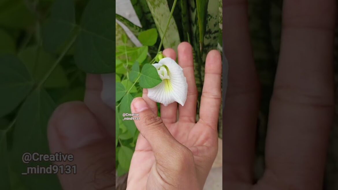 Importance of Aparajita plant#aprajita#homegardening  #shortvideo#youtubeshorts #plants#gardenplants