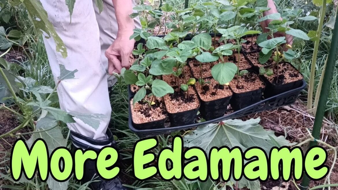 #45 More Edamame for a Purpose. [Vegetable Gardening] on 2025/08/17