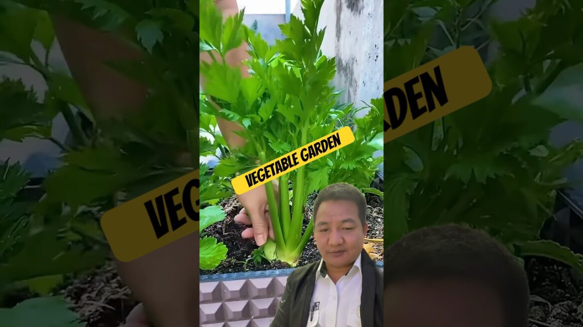 Wow Vegetable #garden #satisfying #gardening #plants #farming #organic #vegetables #harvest #shorts