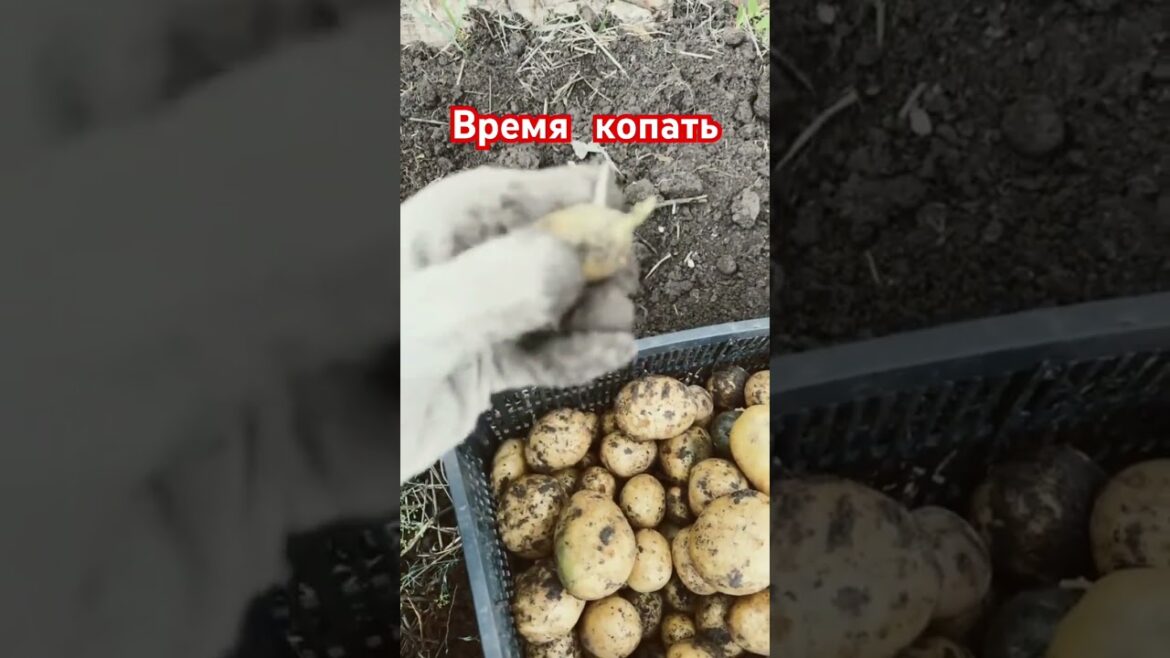 Время копать #cадогородсвоимируками #огород #garden