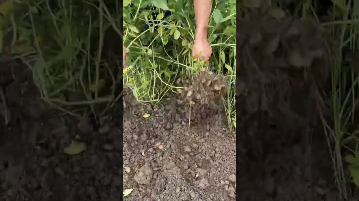 야채를 자르다 #farming #enjoyrurallife #naturerurallife #rurallife #vegetables #garden #rogator #short