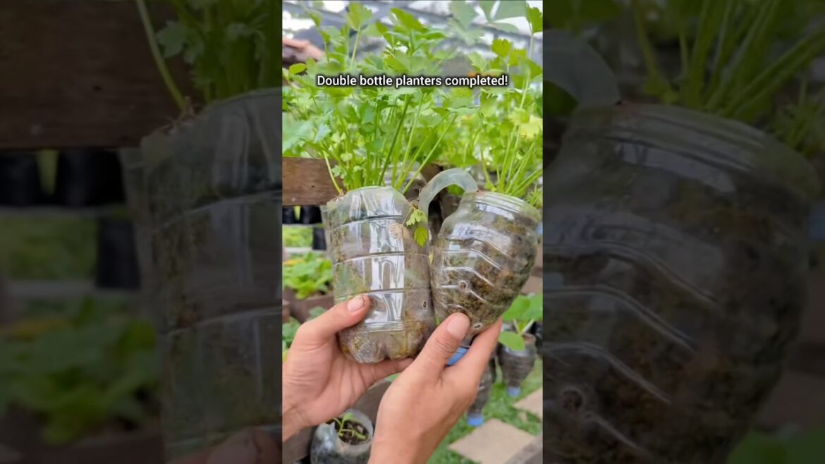 Creating a vegetable garden with plastic bottles #garden #growathome #plant Creating a vegetable garden with plastic bottles #garden #growathome #plant