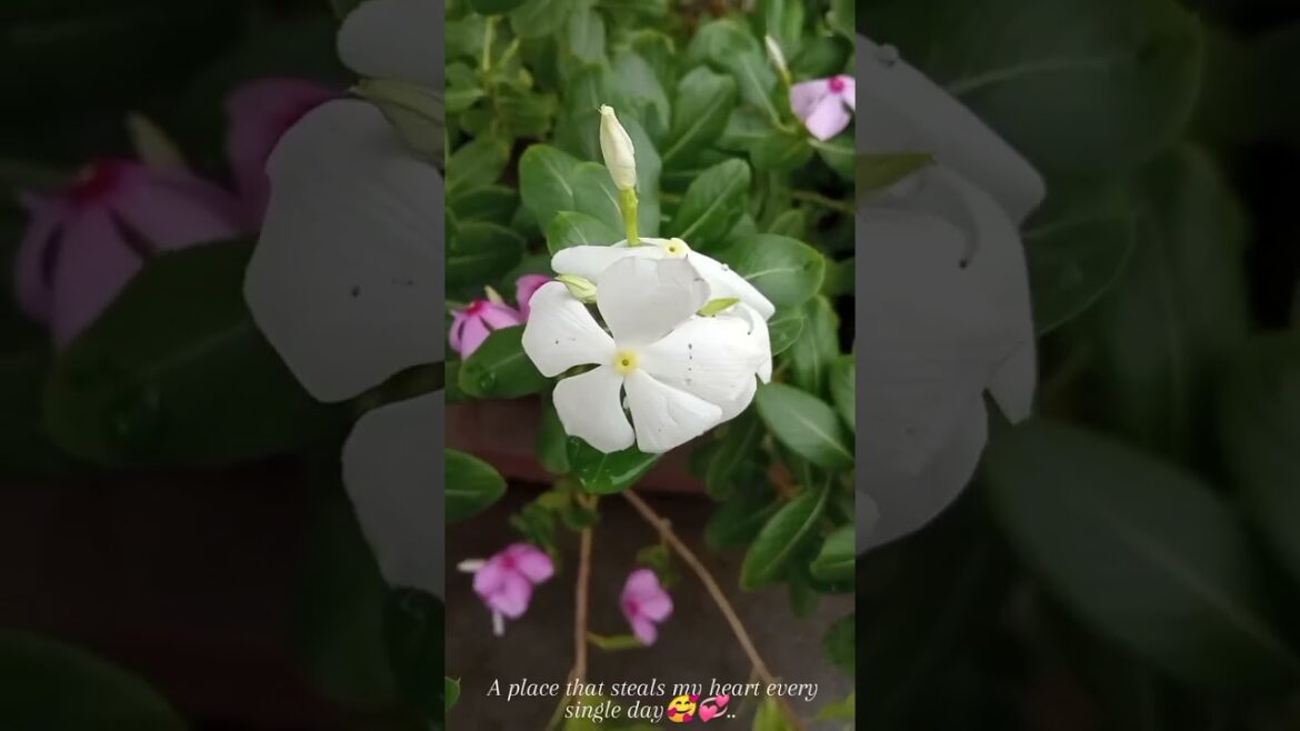 Mera Beautiful Garden Tour | Kitchen Gardening Vlog,#vegetable #gardening#kitchengarden #plantlover