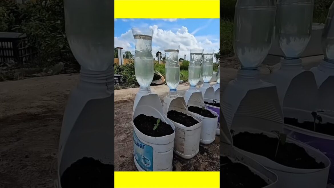 ideas for growing peppers at home#shorts #gardening