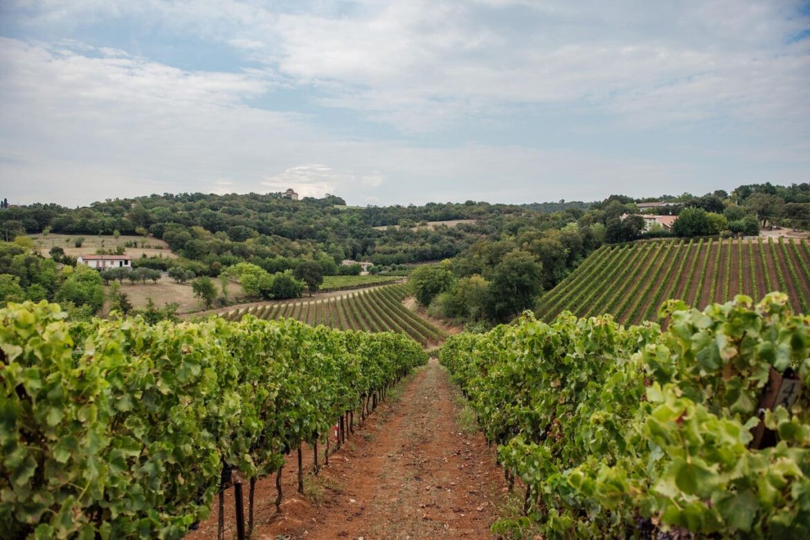 Tai Rosso Is An Italian Wine You Should Try Now