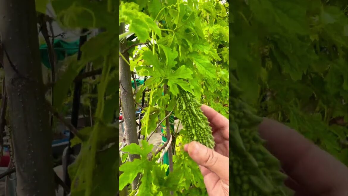 Organic Vegetable Garden #shorts