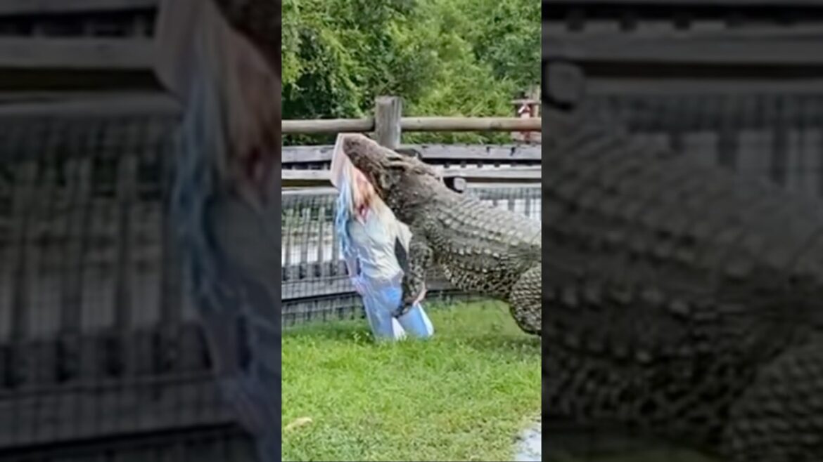Cuban Crocodile attack!!!! #youtubeshorts #crocodile #shortvideo