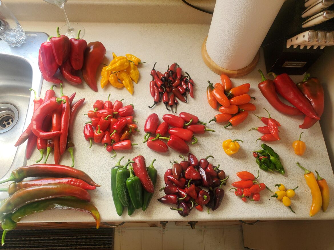 Today’s little harvestipoo. Today's little harvestipoo.