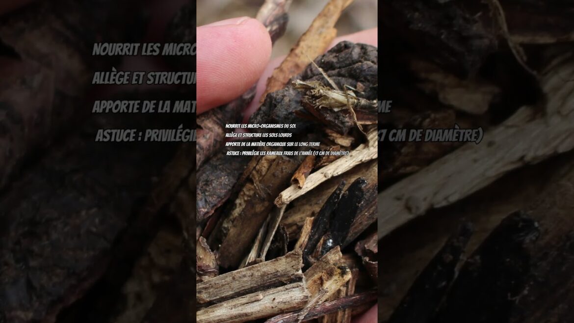 L'erreur à éviter #potager #jardin #agriculture#permaculture #jardinage #garden