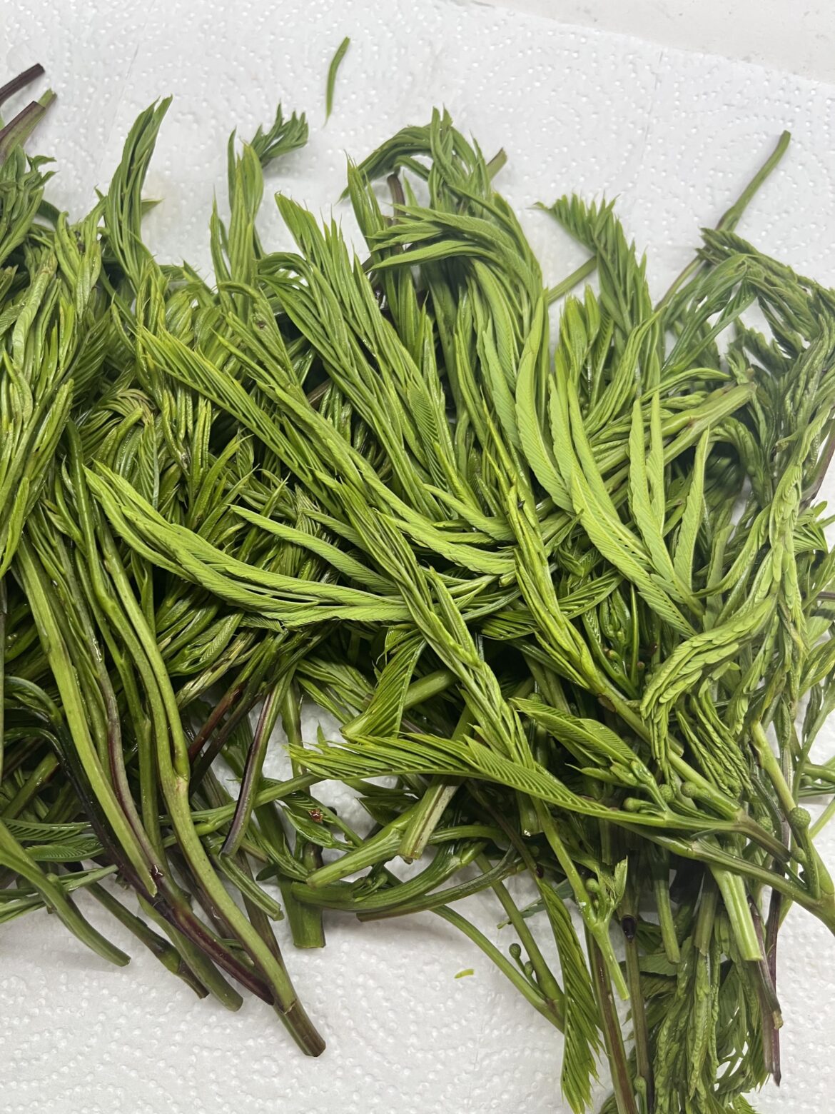 Trying to find the name of this plant, from Calvillo Mexico