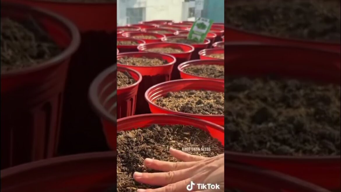 vegetable Garden  #viralvideo #garden #farming #agriculture #shovasart