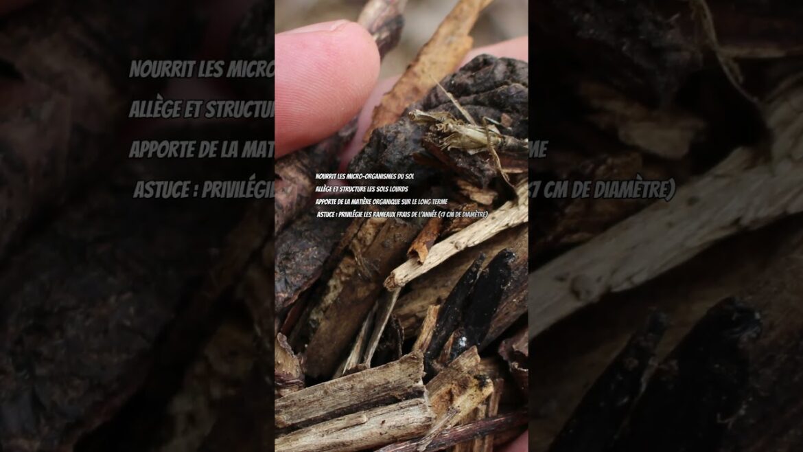 2 L'erreur à éviter ! #potager #jardin #agriculture#permaculture #garden #jardinage