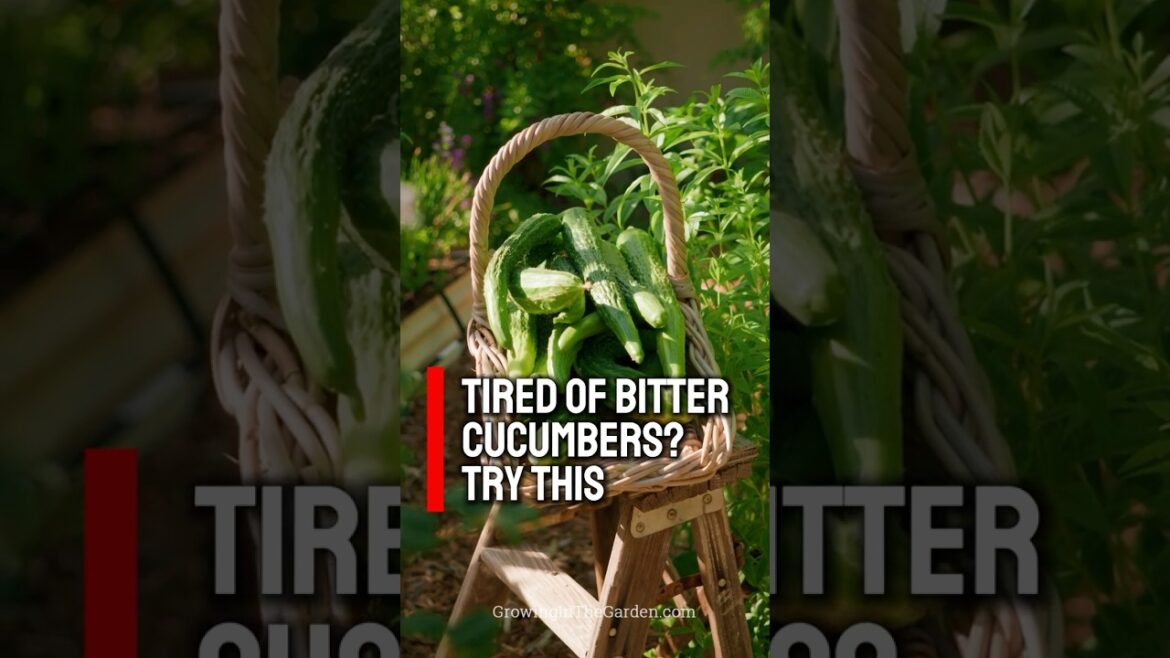 How to Avoid Bitter Cucumbers (Best Varieties for Hot Climates)