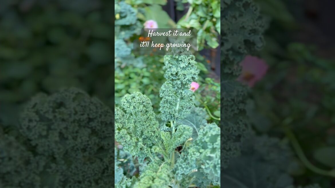 This plant will grow & feed you all year