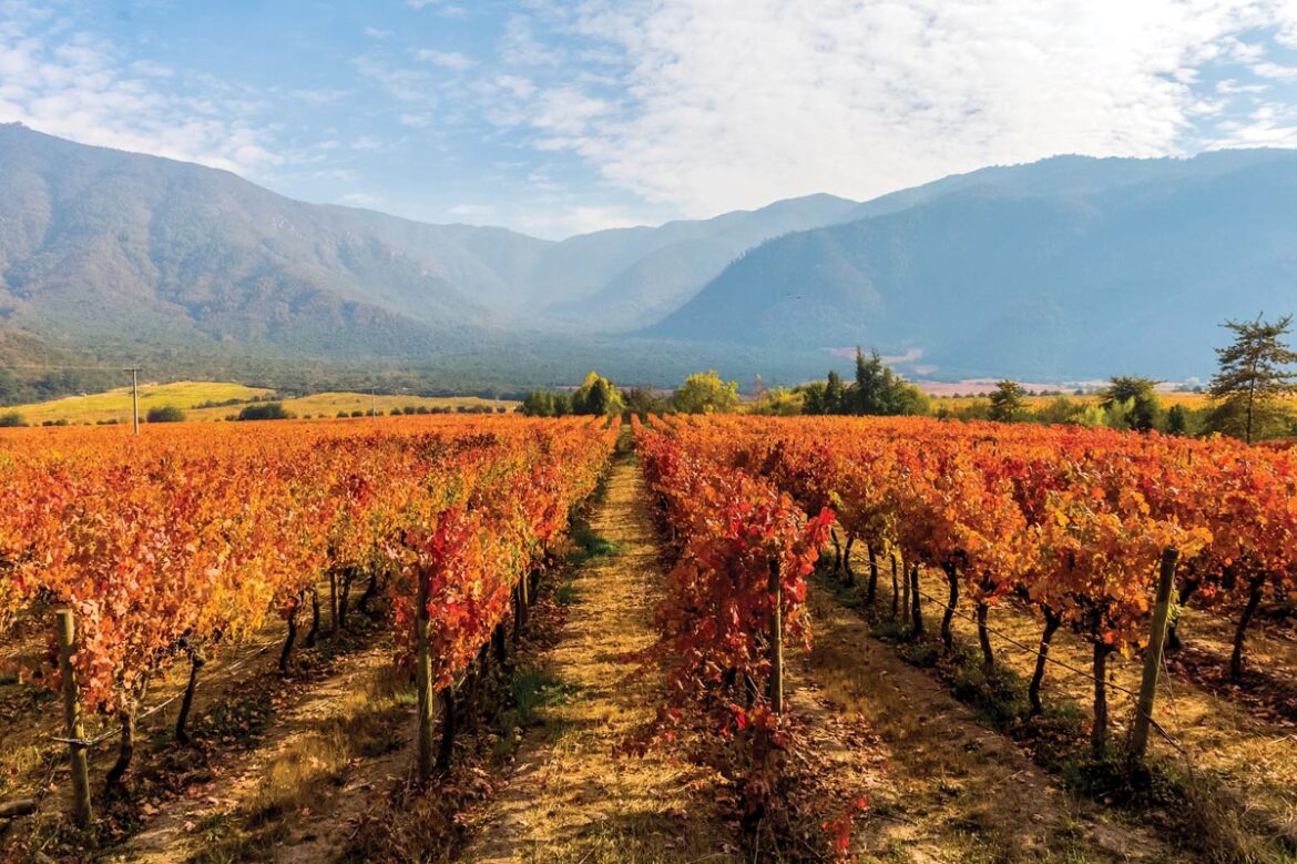 West Palm Wine Co. spotlights three wines from Chile and Argentina that capture the essence of South American sipping. Photo courtesy of Adobe Stock