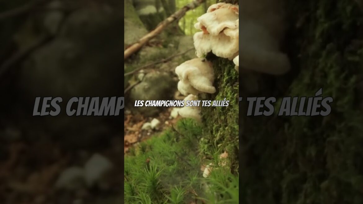 L'erreur à éviter ! #jardin #potager #agriculture#permaculture #jardinage #garden #jardinage