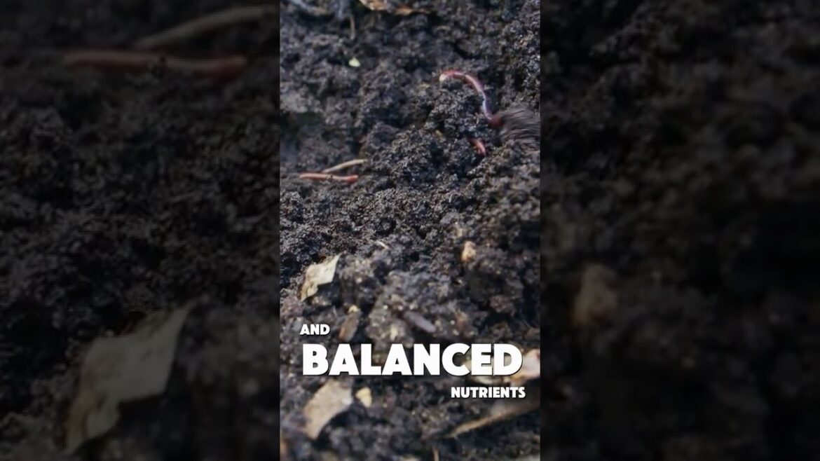 The Soil Experiment That Tripled Plant Growth in 14 Days