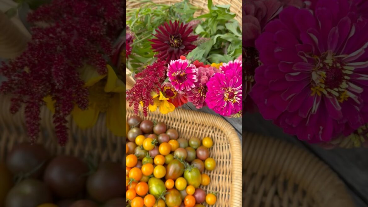 Fall Harvest #harvesttime #harvest #garden #homegardening #growyourownfood #urbanfarming #gardening