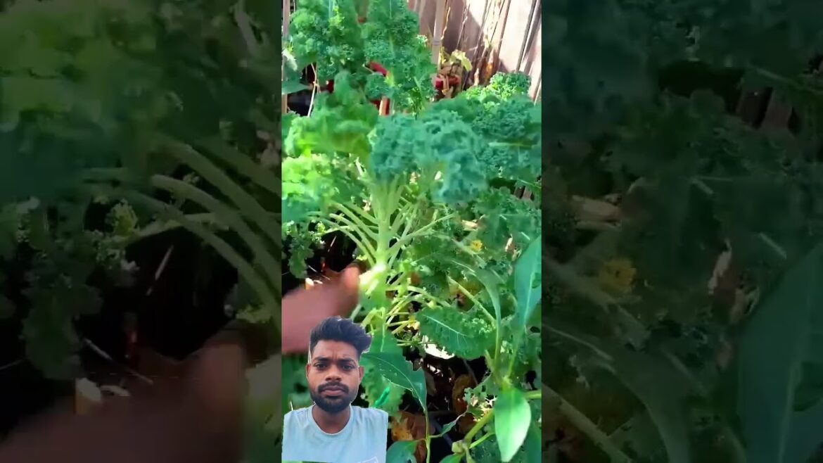 Decent #वे to monster size #vegetable #gardening #garden #vegetables #love #harvest #fruit #farming