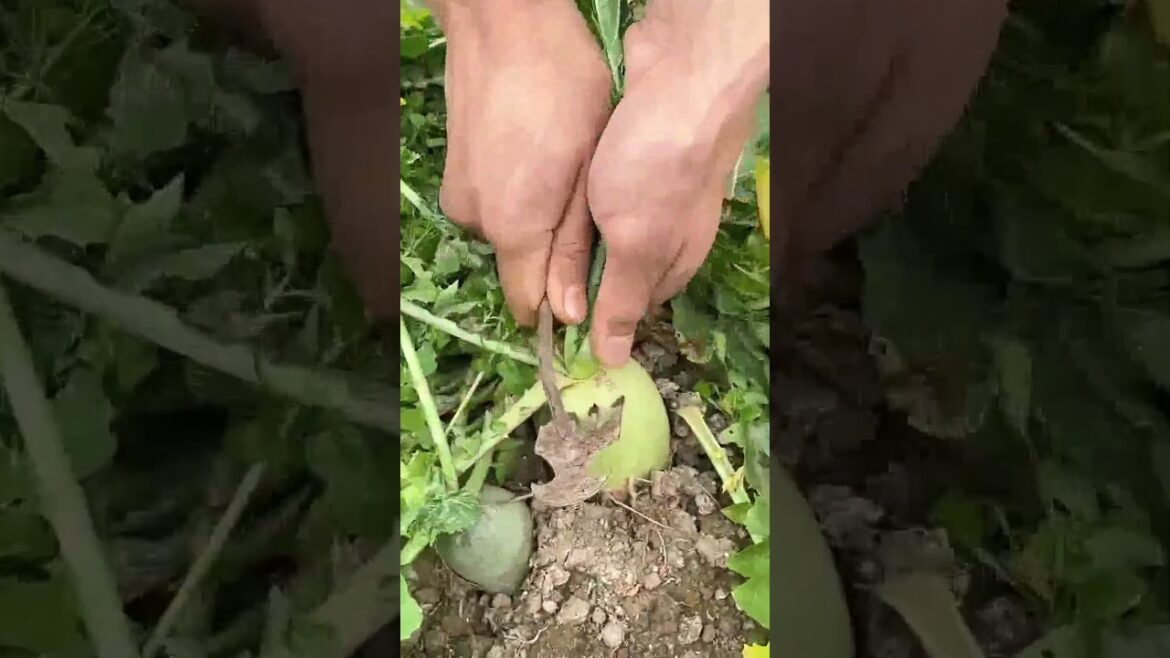 Pulling radishes in the vegetable garden.