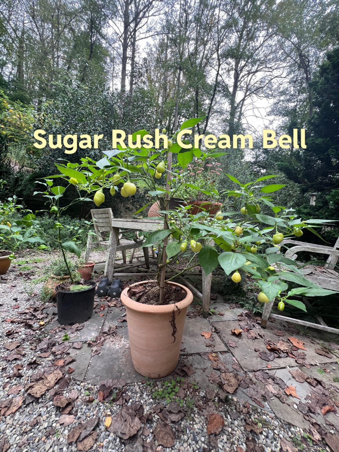 If you could only grow one pepper