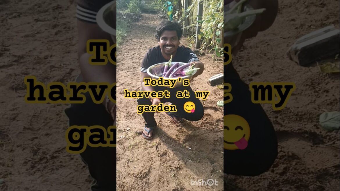 harvest day episode 85 #organic #gardening #harvest