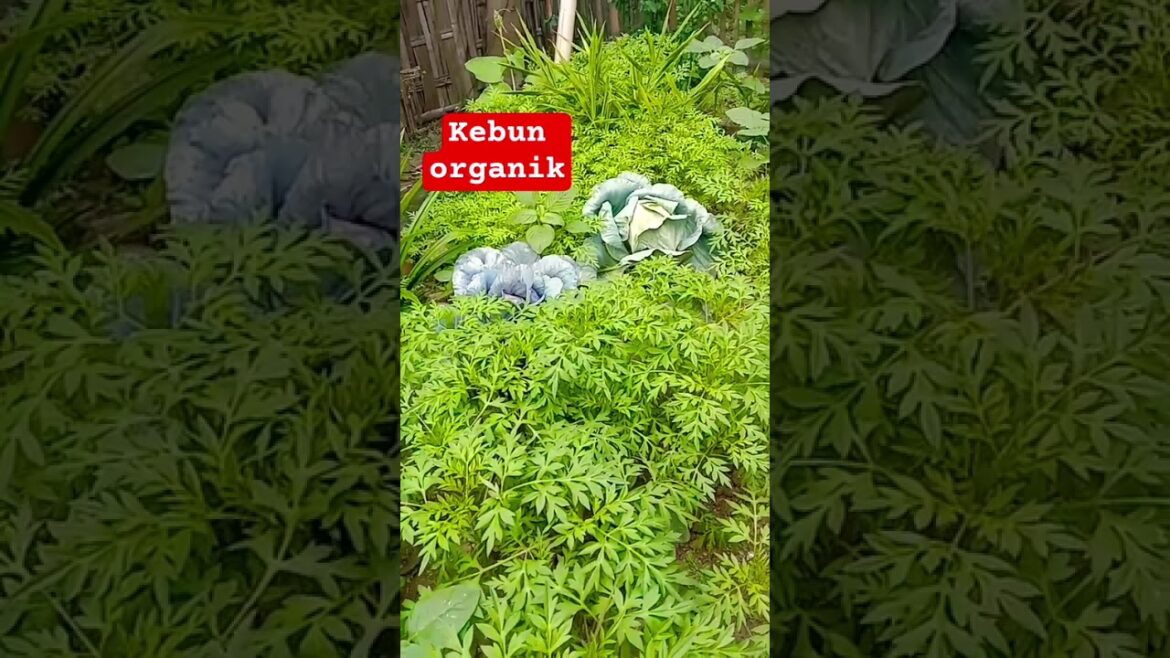 wow kebun sayuran organik #kebun #sayuran #organic #kreatif