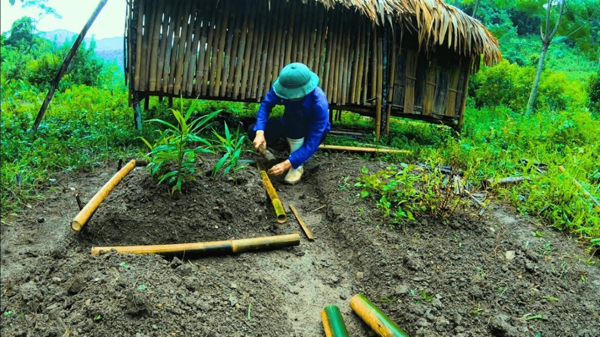 Young man RESTORES small vegetable garden before returning to the city