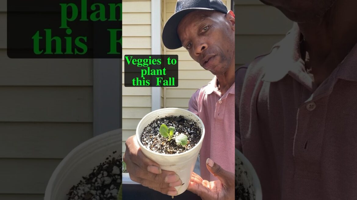 Vegetables to plant this Fall #garden #gardening Vegetables to plant this Fall #garden #gardening