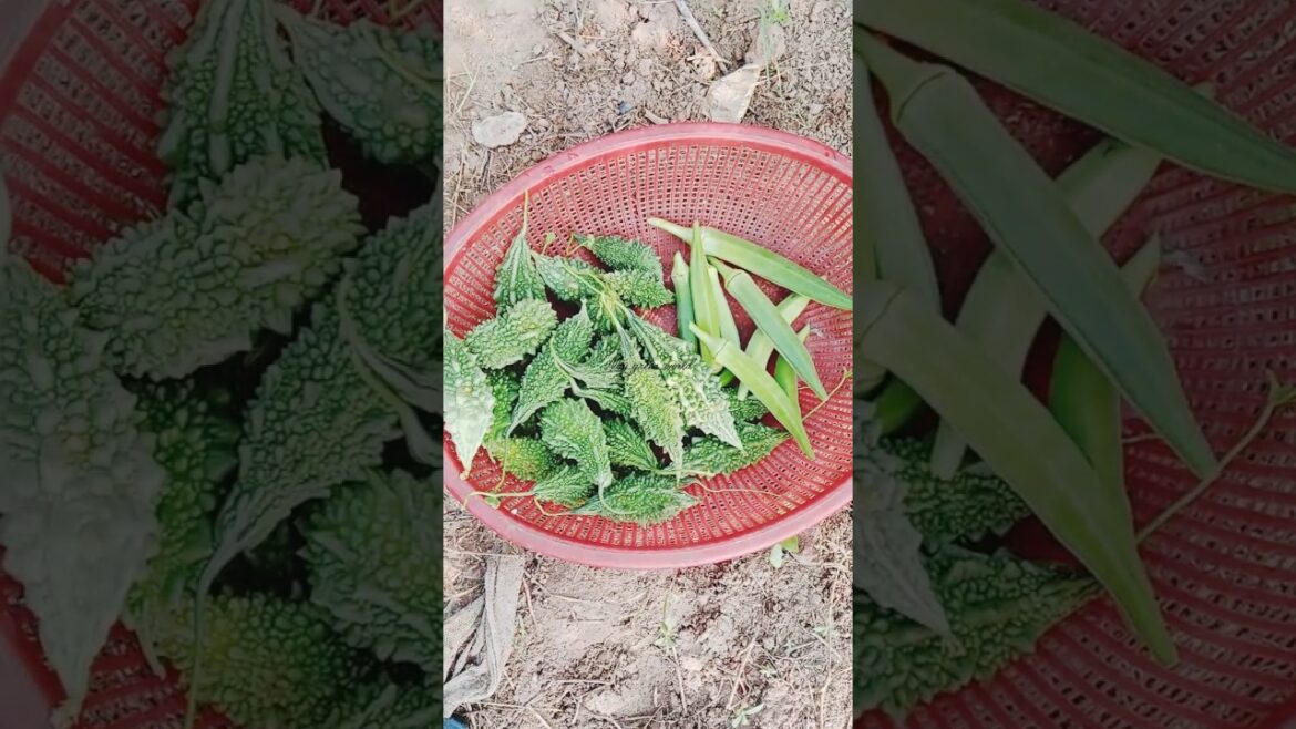 Harvesting video.. #harvesting #garden #harvest #gardening  #vegetables #shortsfeed