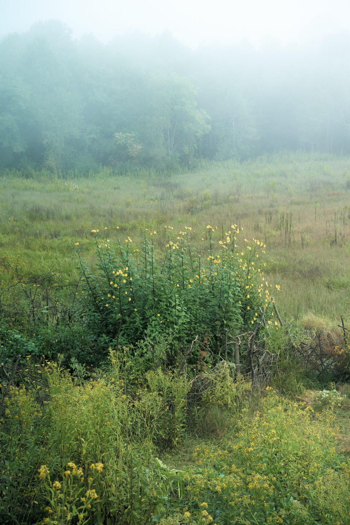 I underestimated the footprint of sunchokes in my garden.