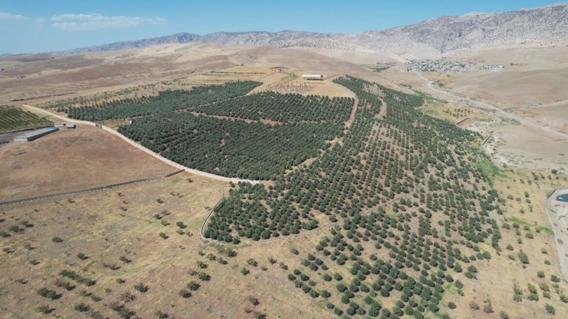 From Akre's Groves, a New Olive Harvest Signals a Greener Future for Kurdistan