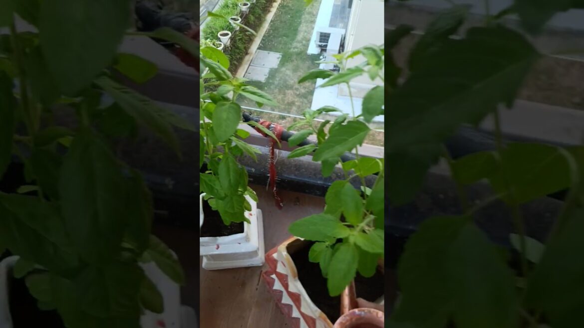 #video #Tulsi  har ghar me honi  chahiye #shortvideo