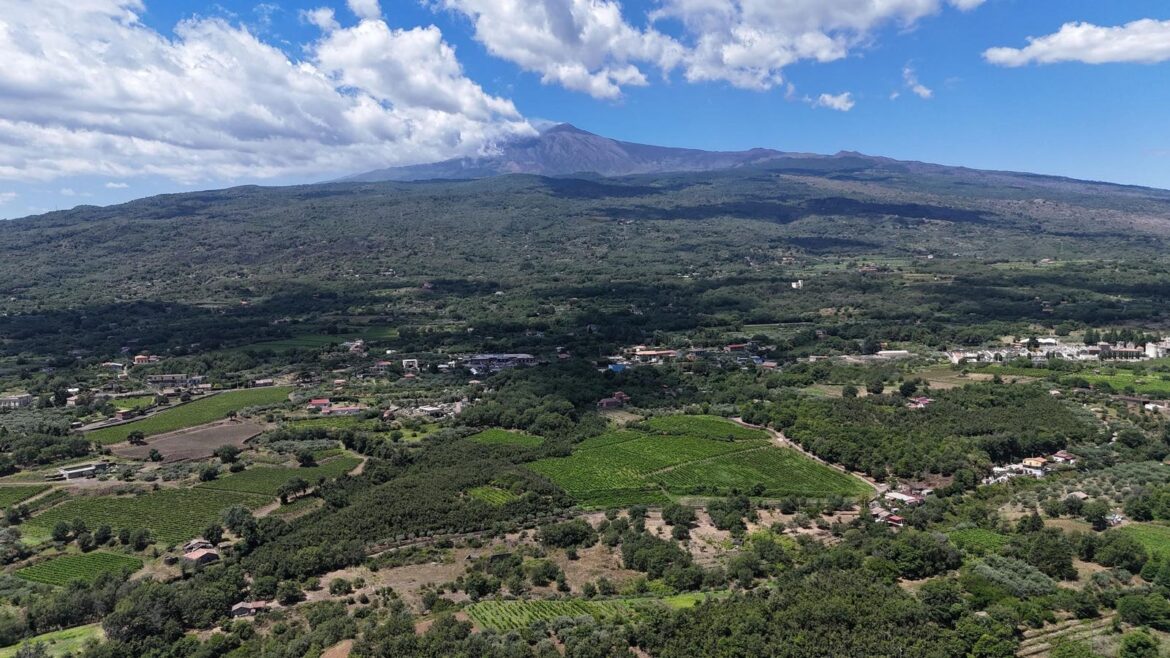 On Mount Etna In Sicily The Quality Of White Wines Is Soaring On Mount Etna In Sicily The Quality Of White Wines Is Soaring