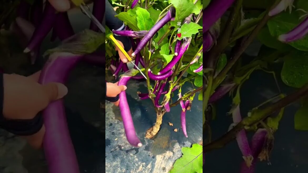 Simple happiness is hidden in my little vegetable garden #idylliclife