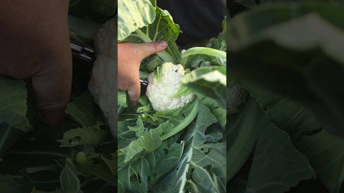 Květák domácí Šumava 523mnm