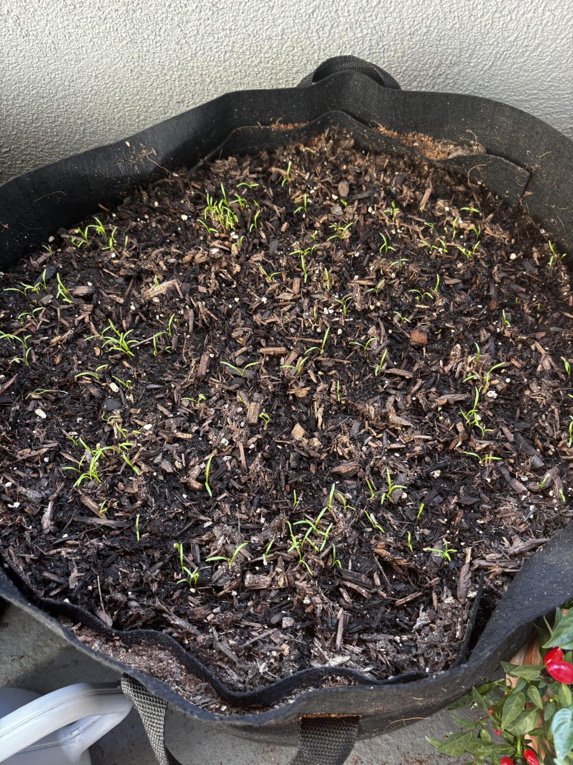 got drunk and planted way too many carrots