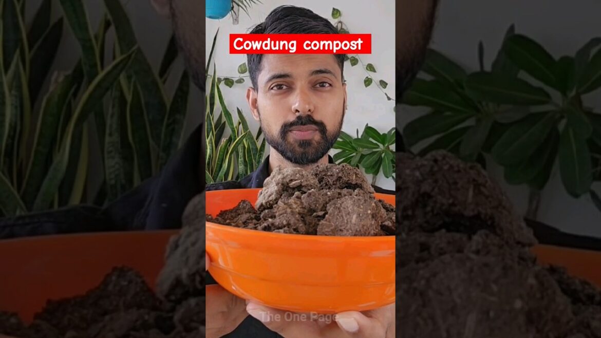 How to make Cowdung compost #compost #cowdung #fertilizer