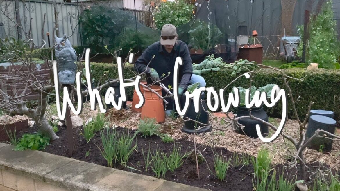 WHAT'S GROWING | What I'm GROWING & SOWING in my SMALL BACKYARD VEGETABLE GARDEN VICTORIA AUSTRALIA