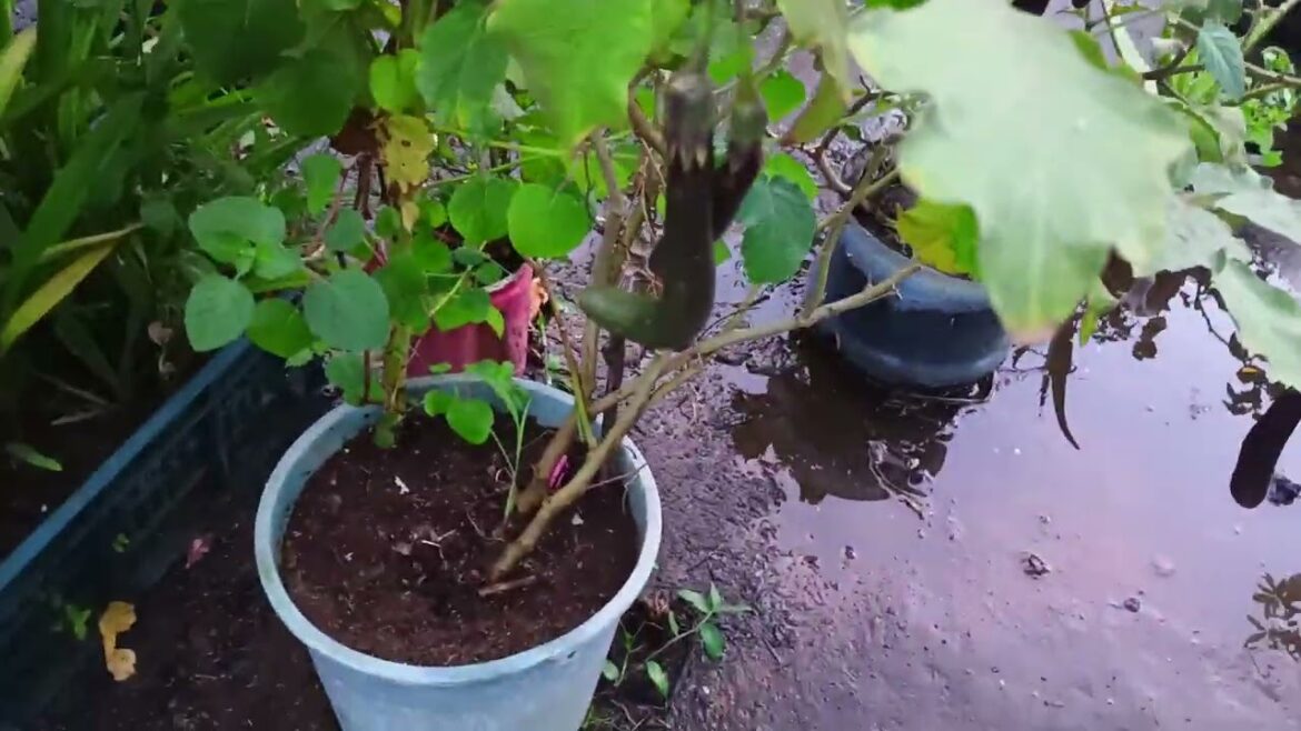 ছাদে সবজি বাগান করার ১০০% সহজ পদ্ধতি। Easy method of vegetable gardening #vegetables #food #garden