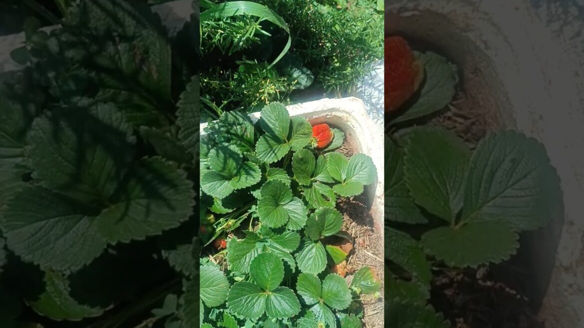 Colheita de morango #morango #moranguinho #horta